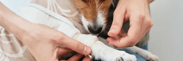 rehabilitacja neurologiczna psa