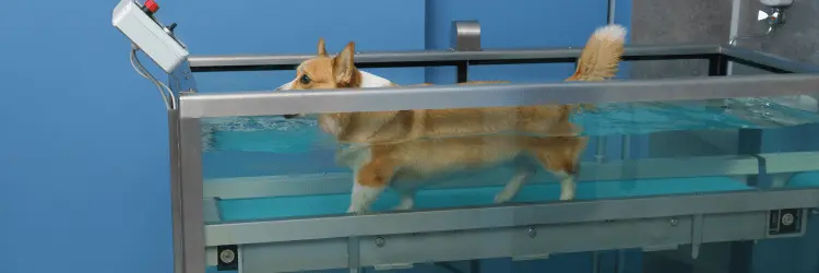 zoofizjoterapia metody leczenia